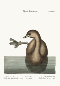 De Gevlekte Dobchick, 1749-73